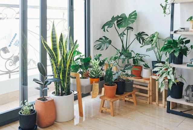 Best low light indoor plants