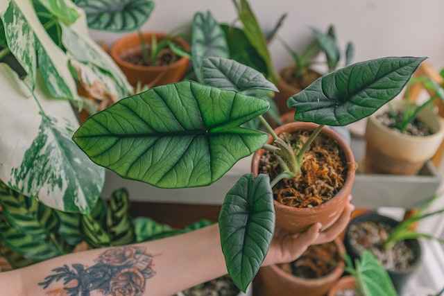 how to grow and care for alocasia polly