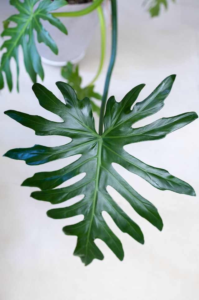 Philodendron Warscewiczii, How to grow and care for Philodendron Warscewiczii, Philodendron Warscewiczii grow and care tips